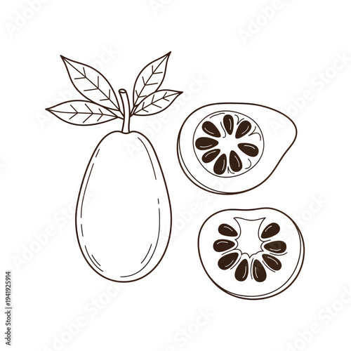 Illustration of a papaya fruit with cross-sectional views showing its seeds and flesh illustration