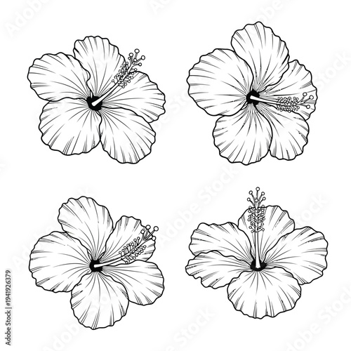 Elegant line drawings of hibiscus flowers in various orientations illustration