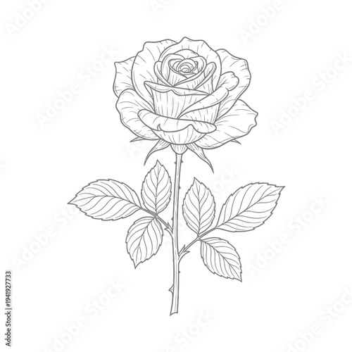 Elegant black and white line drawing of a single rose with detailed petals and leaves illustration