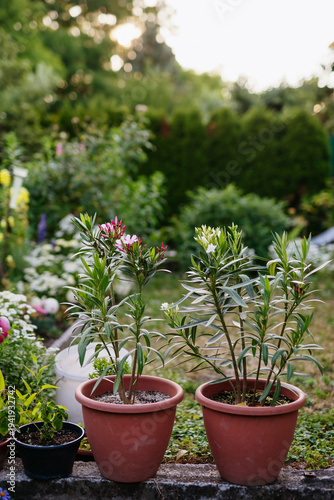 Potted oleander plants with flowers in backyard garden.