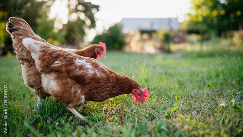 Fotografia Free range chickens feeding on fresh grass outdoors.