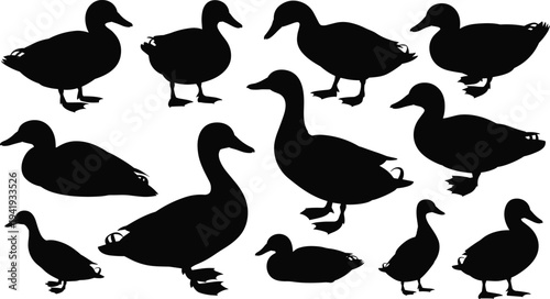 duck, silhouettes, collection, waterfowl, bird, wildlife, avian, nature, black, animal, pond, lake, isolated, vector, set, clipart, icons, design, farm, illustration