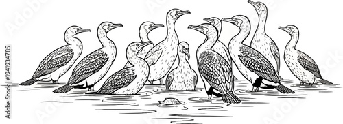 A group of birds stand in shallow water with a small fish nearby