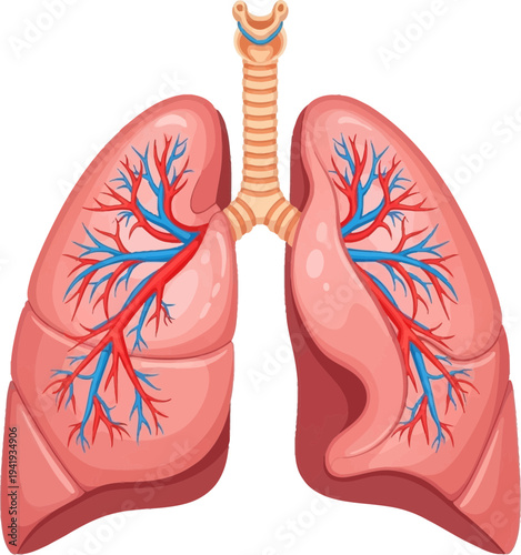 Detailed illustration of human lungs with trachea and bronchi