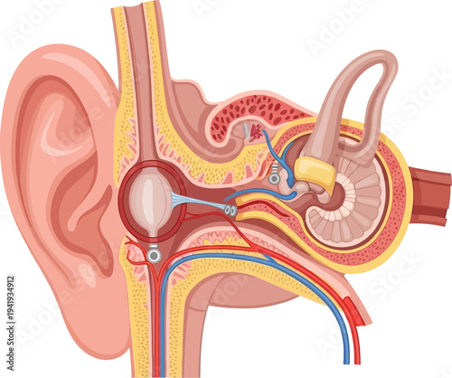 Detailed anatomy of the human ear