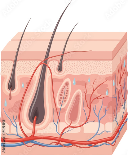 Detailed skin anatomy with hair follicles and blood vessels