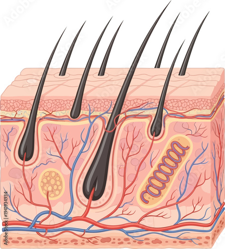 Detailed skin anatomy with hair follicles and blood vessels visible