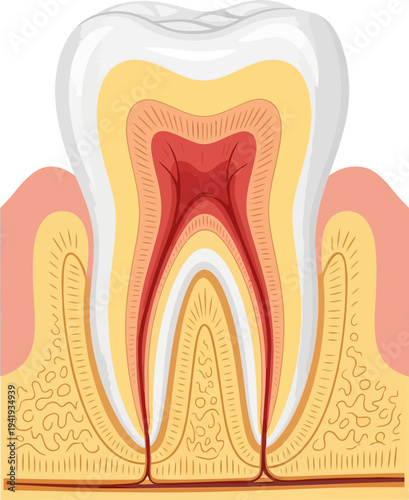 Detailed tooth anatomy illustration for dental education