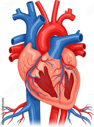 Detailed human heart anatomy with veins and arteries