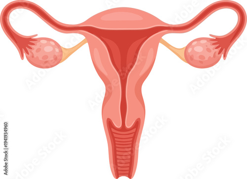 Detailed illustration of female reproductive system