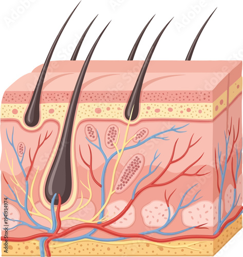 Detailed skin anatomy with hair follicles and blood vessels