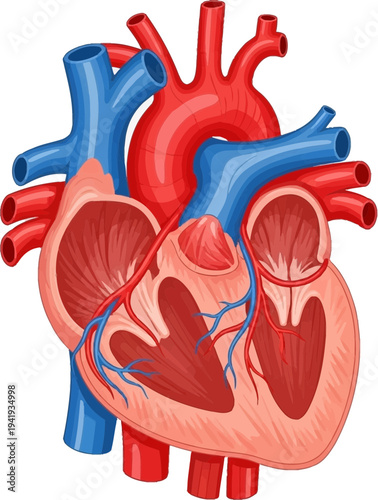 Detailed human heart anatomy illustration