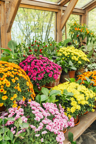 Konstfotografi Abundant potted chrysanthemums in vibrant pink, yellow, orange, and magenta thrive inside a wooden greenhouse