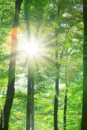 Sunlight in the summer forest with green trees.