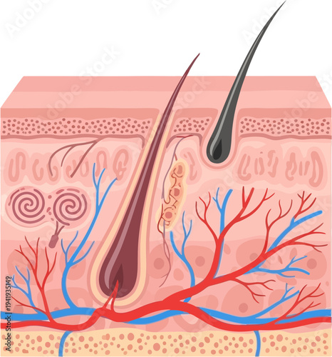 Detailed anatomy of human skin with hair follicle and blood vessels