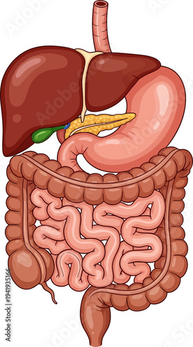 Detailed human digestive system anatomy illustration