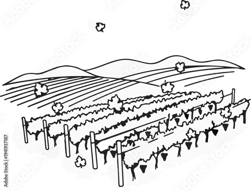 A line drawing depicts a vineyard with rolling hills in the background under a cloudy sky