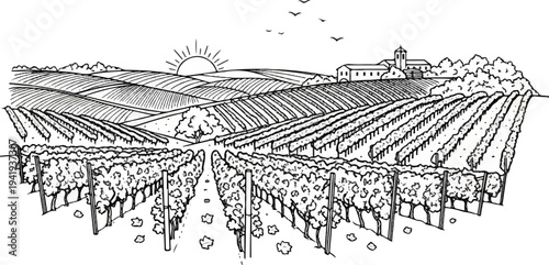 A detailed line drawing of rolling vineyards under a rising sun with a building