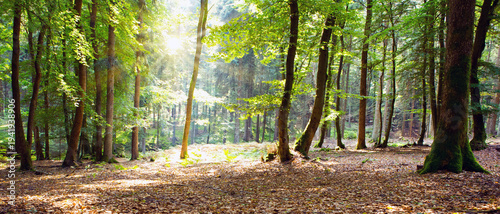 Summer forest with sun light. Nature background.