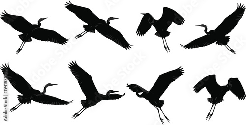 Heron silhouettes in flight and landing positions showing bird motion, avian dynamics, wildlife, nature, wings spread, vector illustration