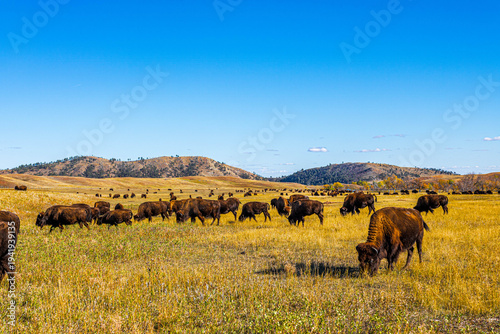 Bison at Custer State Park. 