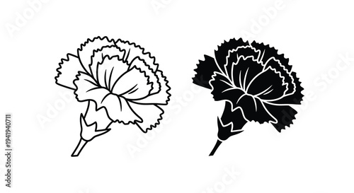 Two carnation flowers displayed in contrasting tones a striking silhouette