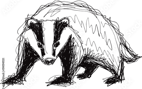 Badger illustration sketch wild animal with black and white fur in graphic hand drawn