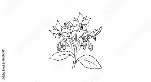 A detailed line drawing of a flowering plant with star-shaped blossoms