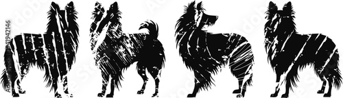 silhouettes of shetland sheepdogs in various standing poses dog breed outline set in black and white