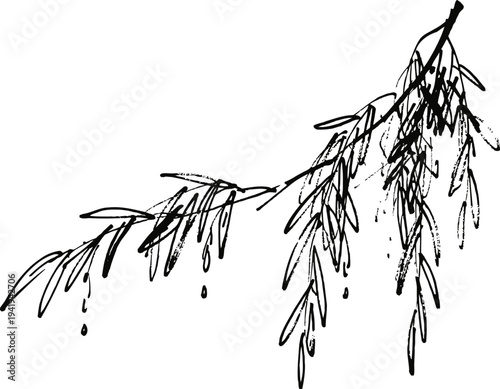 Willow tree branch with long narrow leaves and small water droplets hanging isolated on white background