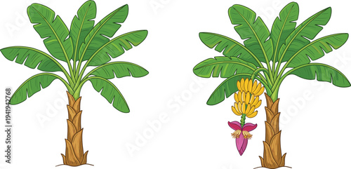 Banana Tree Vector Illustration with Tropical Leaves, Yellow Fruit Bunches, and Purple Blossom