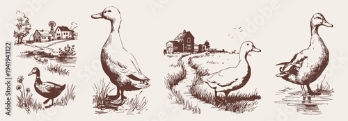 Domestic duck illustration set countryside farm scenes. Birds near water, grass and rural houses for editorial or branding layouts. Traditional crayon pencil sketch drawing style.