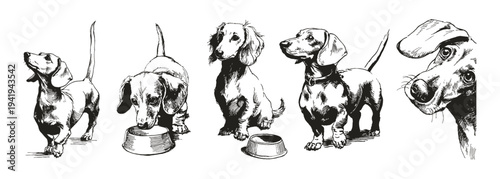 Dachshund puppy sketch collection poses portraits. Sitting, walking, and feeding scenes show loyal companion. Illustrations for veterinary or grooming themes in ink crayon drawn sketch style.