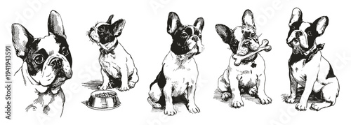 French Bulldog dog portrait bone playful puppy. Collection includes sitting pet, head view and chewing bone. Illustrations for pet shop branding. Vector crayon pencil drawn sketch style.