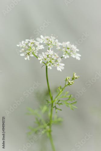 The flowers of the coriander (lat. Coriandrum sativum), of the parsley family (Apiaceae).