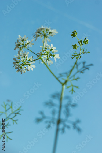 The flowers of the coriander (lat. Coriandrum sativum), of the parsley family (Apiaceae).