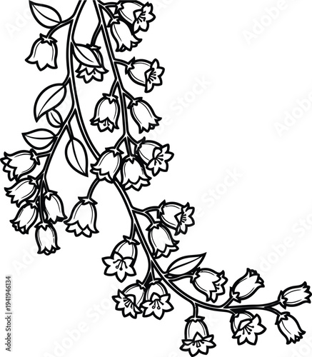 Black and white illustration of a flowering plant with bell shaped blooms