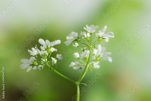 The flowers of the coriander (lat. Coriandrum sativum), of the parsley family (Apiaceae).