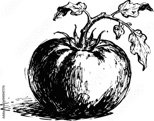 Vintage black and white illustration of ripe tomato with leaves and stem detailed sketch