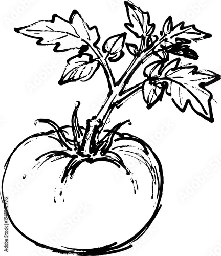 Tomato plant with leaves and fruit hand drawn botanical sketch of fresh vegetable garden produce