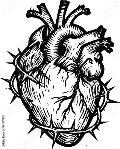 Anatomical human heart entwined with thorny vine vintage black ink drawing medical illustration