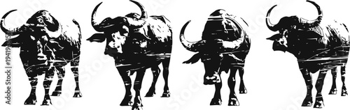 water buffalo silhouette set four standing buffalo poses in black and white wild animals, nature and wildlife concept