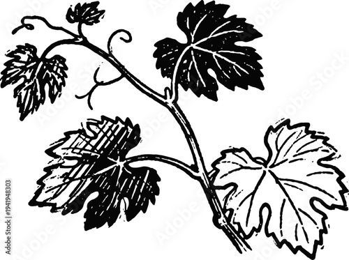 Black and white vintage grapevine illustration with detailed leaves and curling tendrils