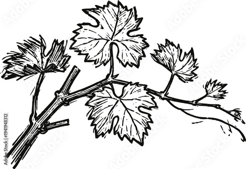 grape vine branch with leaves hand drawn botanical sketch of grapevine plant detail with foliage and stem