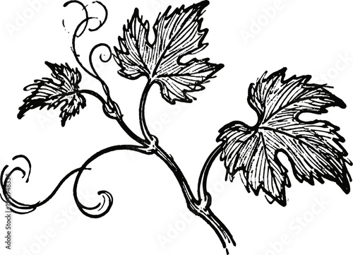 Vintage grapevine branch with curling tendrils and detailed leaves black and white illustration