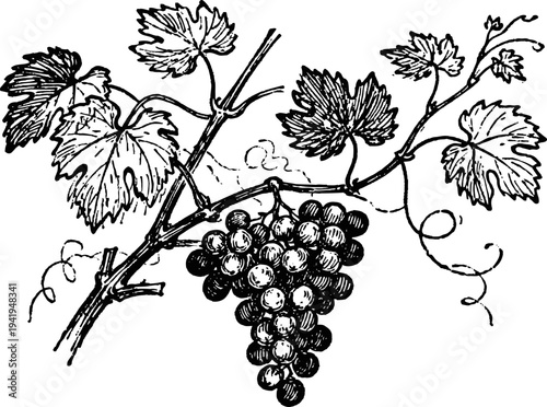 Vintage grapevine illustration with cluster of grapes and detailed leaves in black and white
