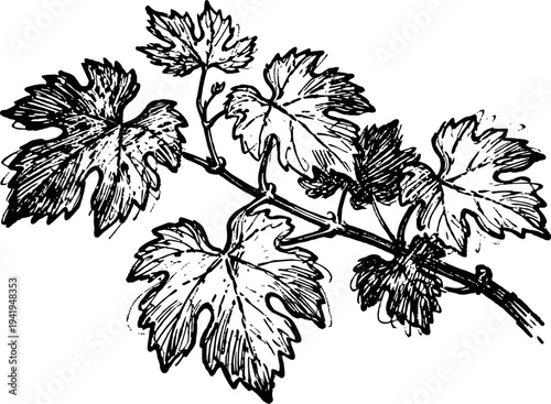 Detailed vintage botanical illustration of grapevine branch with leaves and tendrils