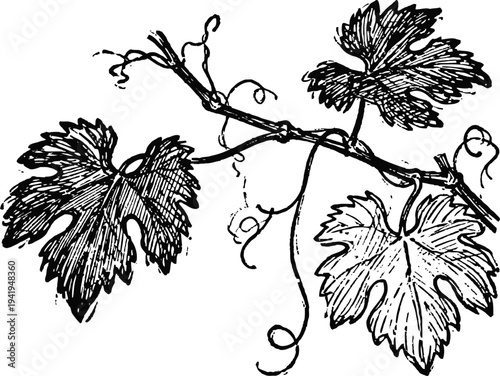 Vintage grapevine illustration with detailed leaves and curling tendrils botanical drawing