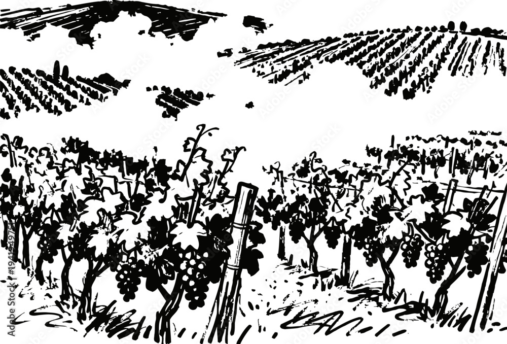 Obraz premium Vineyard landscape with grapevines and hills in black and white vintage illustration