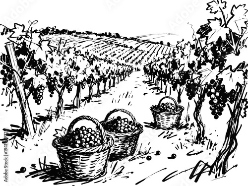 Grape vineyard with harvest baskets filled with grapes in rows of cultivated vines landscape